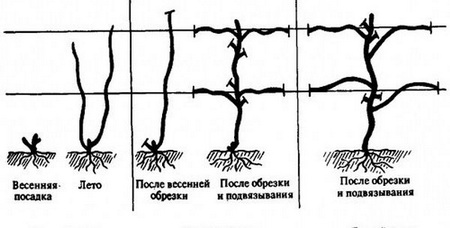 правила обрезки винограда в разное время года